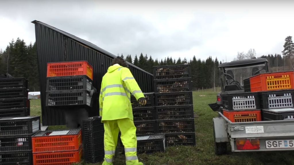 €125,000 IN EGGS