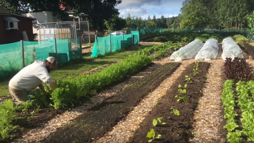 ALL THE FENCING AT THE FARM COMPLETE, VEG IS AWESOME, LOVING THE TEAM