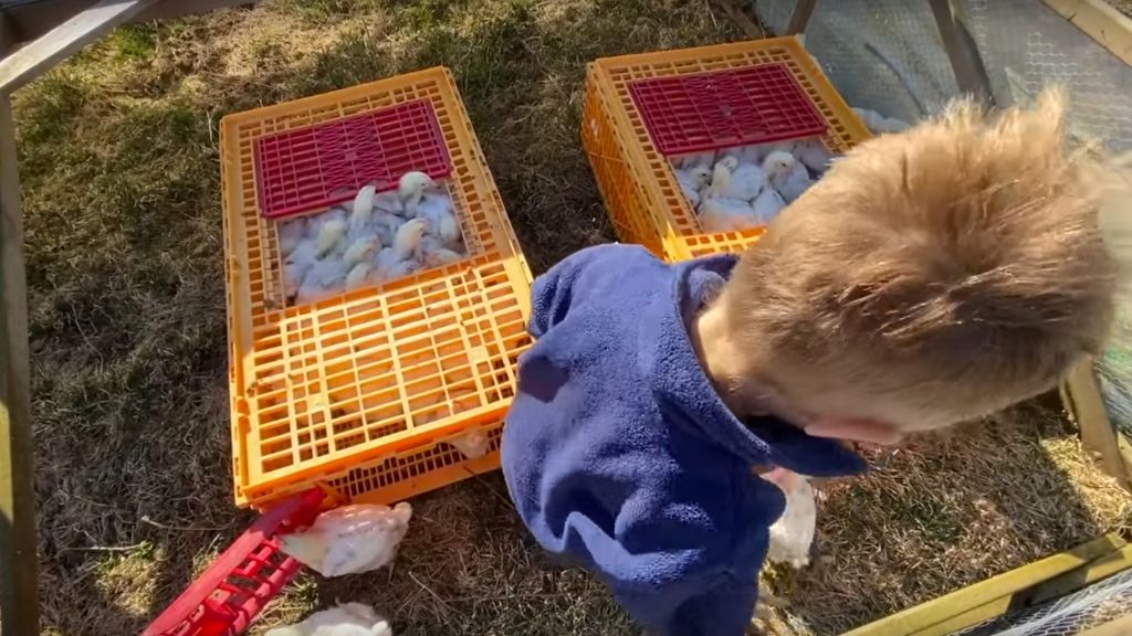 BROILERS OUT ON PASTURE