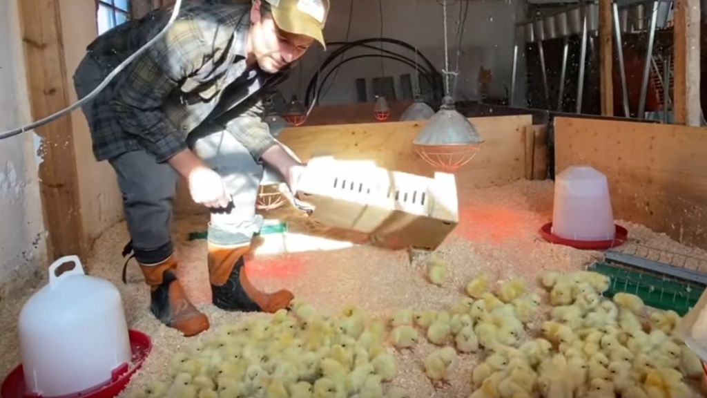 CARING FOR DAY OLD BROILER CHICKS