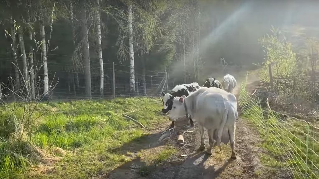 COWS, CATERPILLARS AND HENS