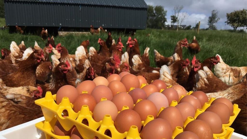 FARM LIKE A HERO EXPERIENCE: PASTURED POULTRY WITH CATHAL MOONEY OF HEATHER HILL FARM, IRELAND