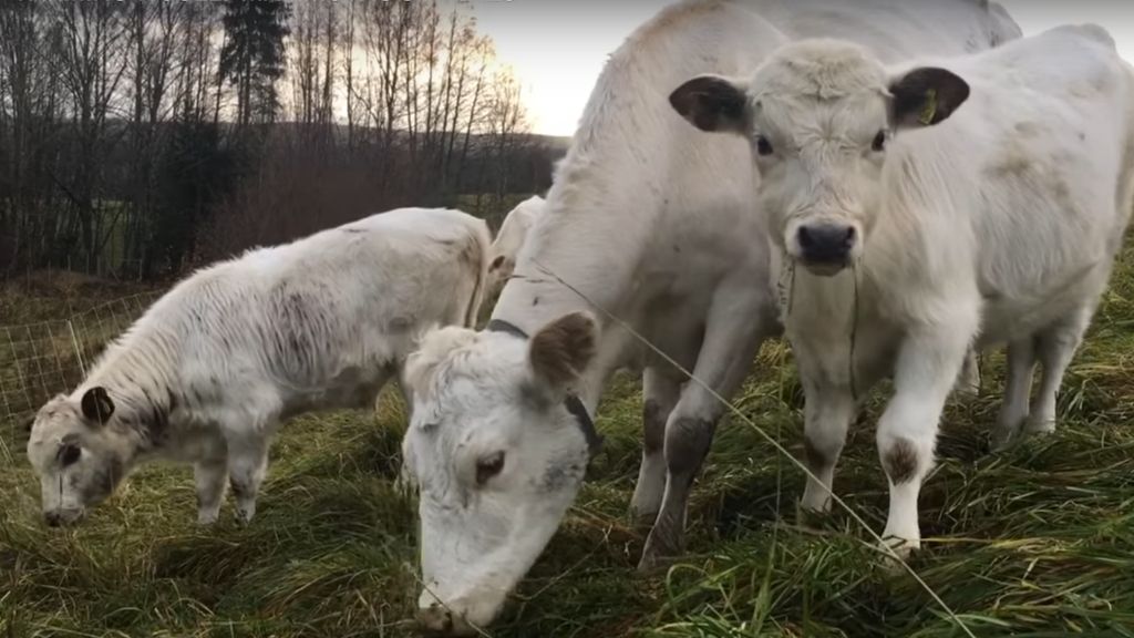 FARMING WOOLLY MAMMOTHS