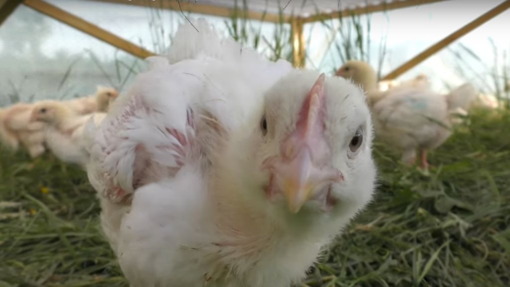 FIRST BROILERS GOING OUT TO PASTURE…