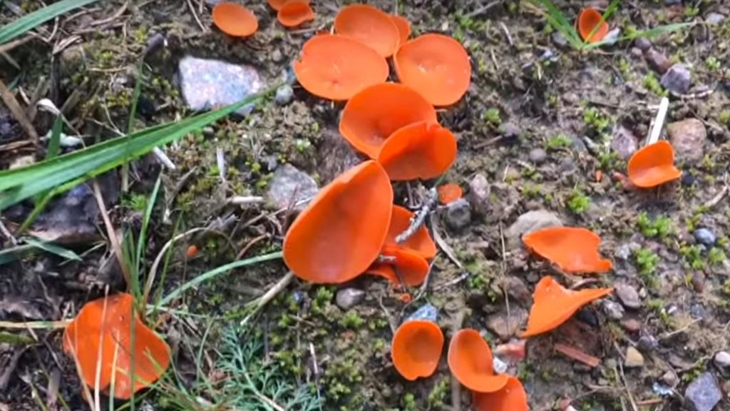 GLEANING WILD MUSHROOMS AND TAKING IT EASY