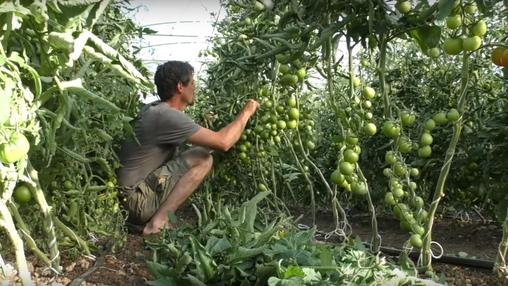 INTENSIVE TOMATOES AND DROUGHT