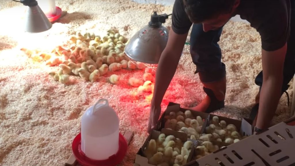 INTRODUCING 1000 DAY OLD CHICKS TO THE BROODER