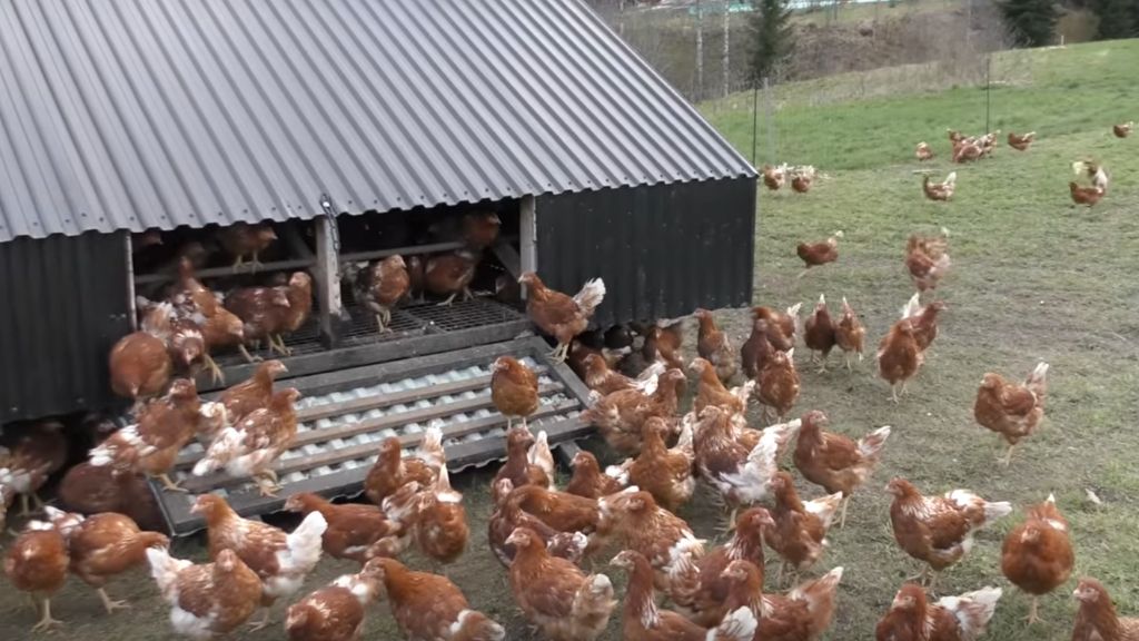 IT’S PASTURED POULTRY SEASON