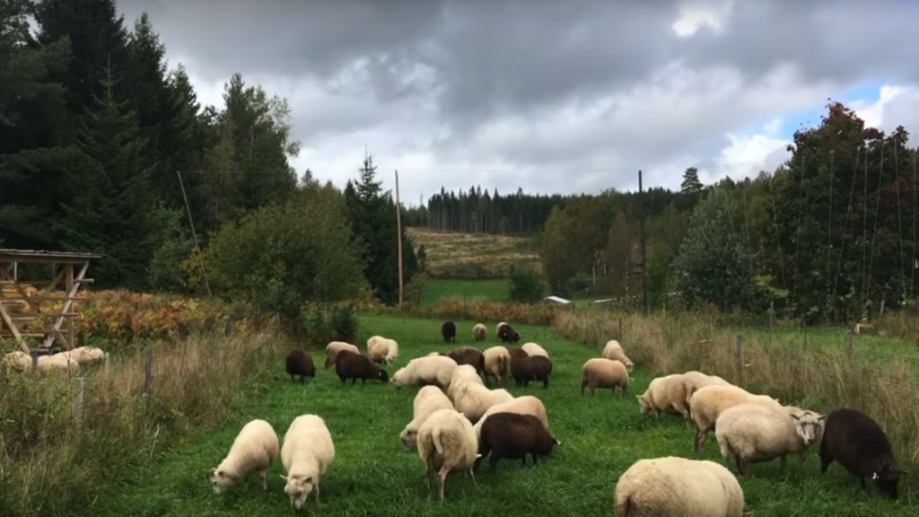 LETTING THE ANIMALS DO THE CHORES