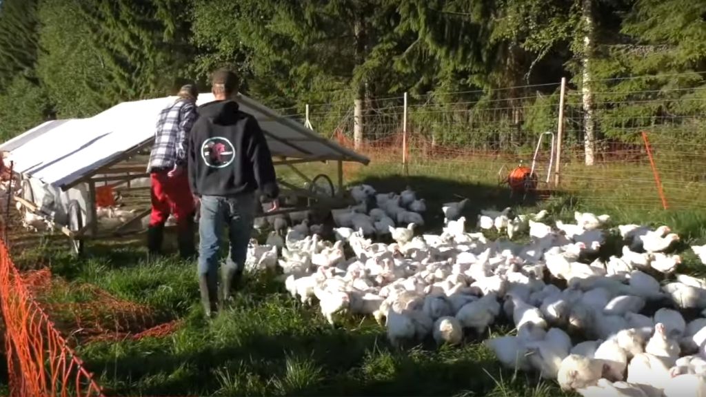 MOVING €25,000 OF PASTURED POULTRY IN 20 MINUTES