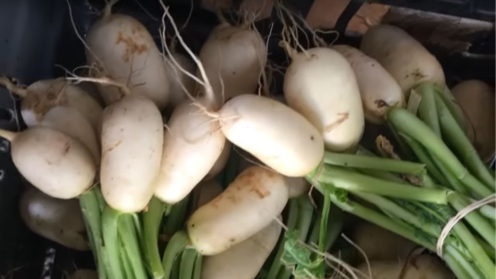 NO-DIG MARKET GARDEN ABUNDANCE IN THE DROUGHT!