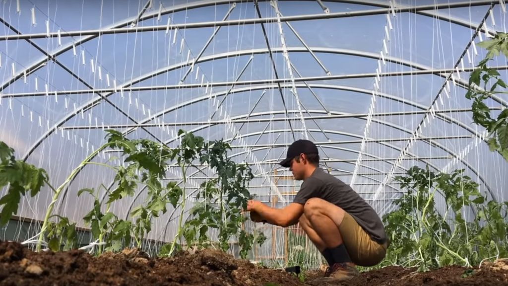 OUT WITH 1000 HENS, IN WITH 1000 TOMATO PLANTS