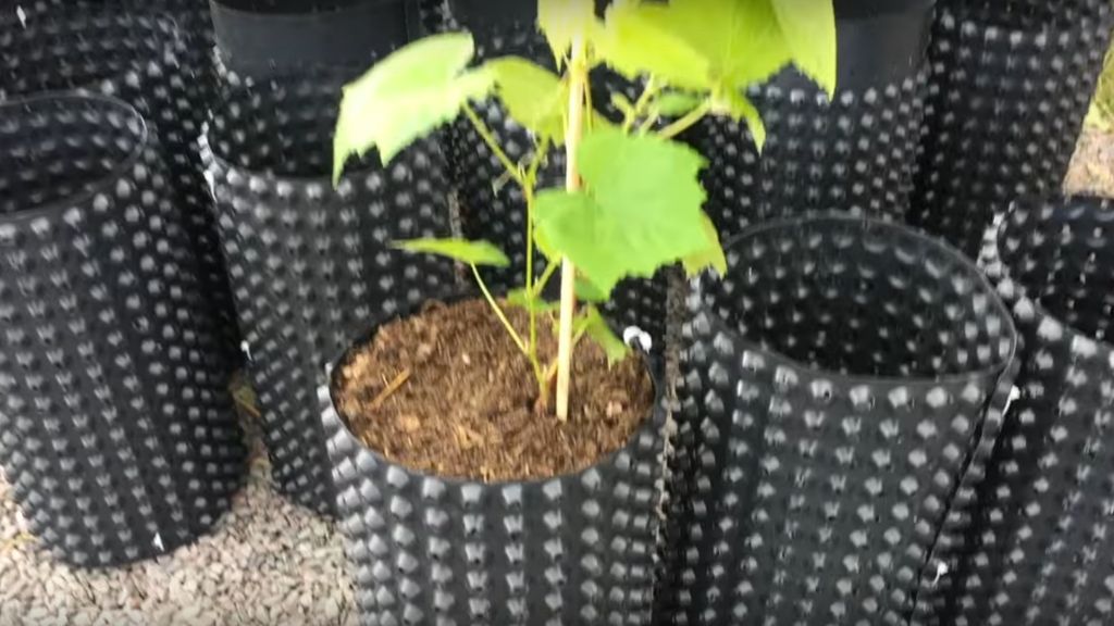 ROOT TRAINERS / AIR POTS: MAKE YOUR OWN AT LOW COST…