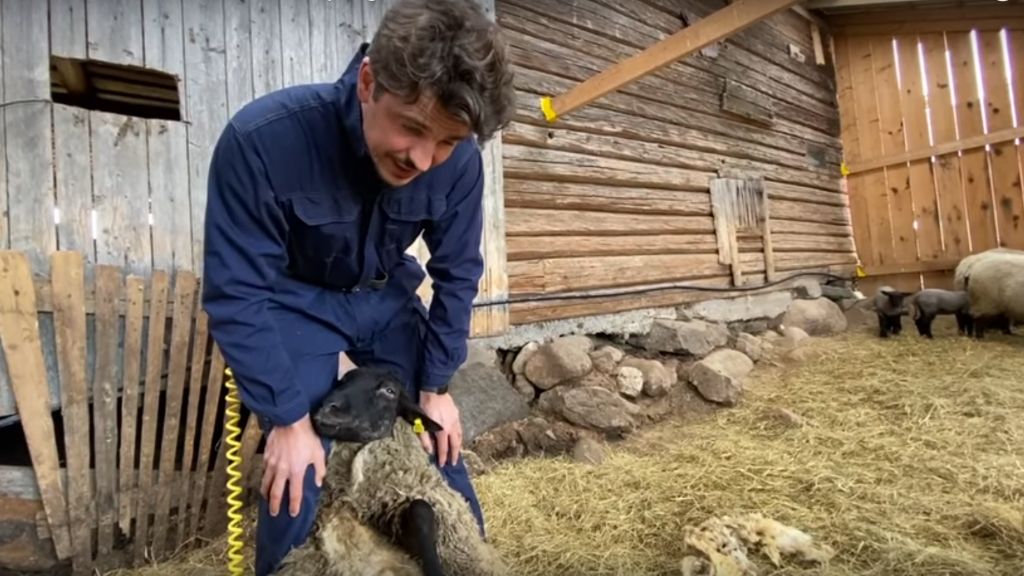 SHEARING THE SHEEP