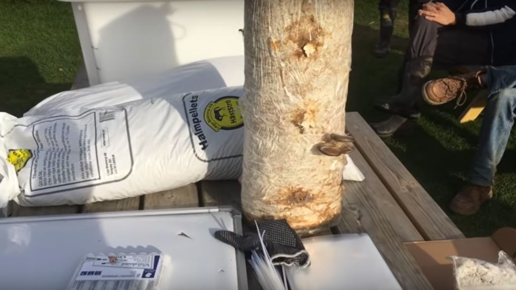 THE SIMPLEST WAY TO GROW OYSTER MUSHROOMS