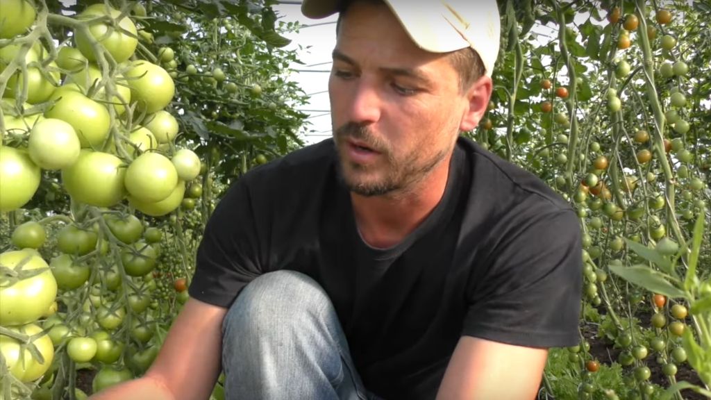 WATER FAST, MAKING BACON AND PRUNING TOMATOES