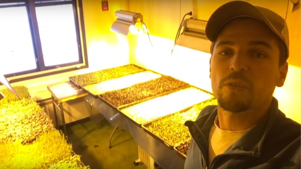 €10,000/YR PROFIT FROM MICROGREENS IN SUPER LOW-COST SET-UP