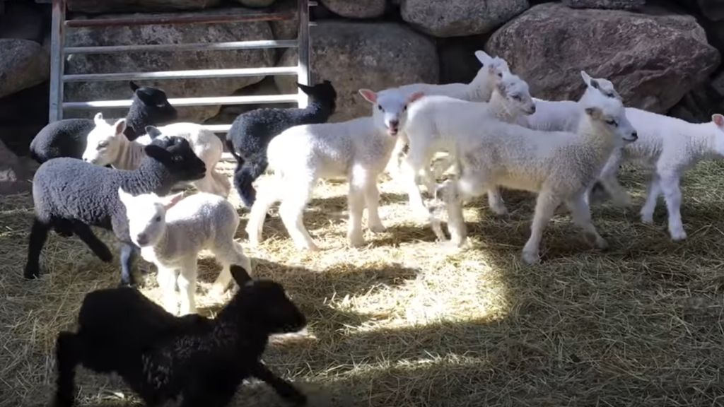 1000 DAY-OLD CHICKS TURNED UP AT A FARM