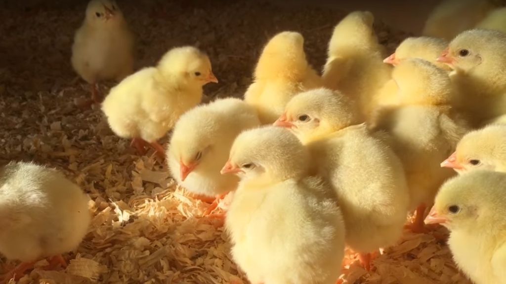 1000 HAPPY CHICKS, TRANSPLANTING FIRST NO-DIG VEGETABLES & ELECTRICAL UPGRADES