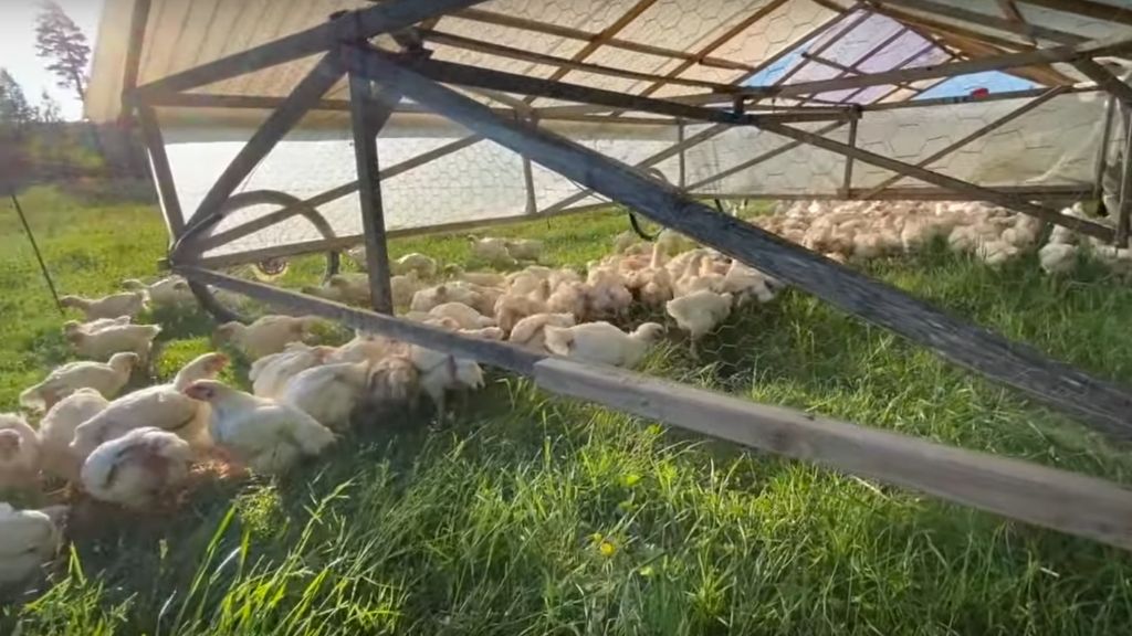 500 CHICKENS IN A PEN: FIRST MOVE IN OUR ROLLER PEN