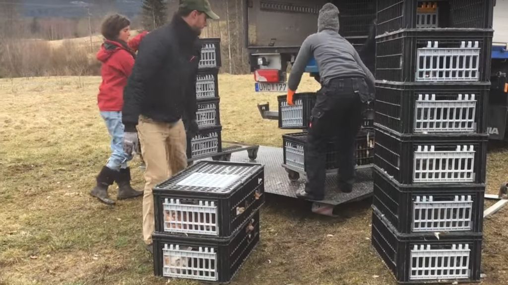 800 LAYING HENS ARRIVE!