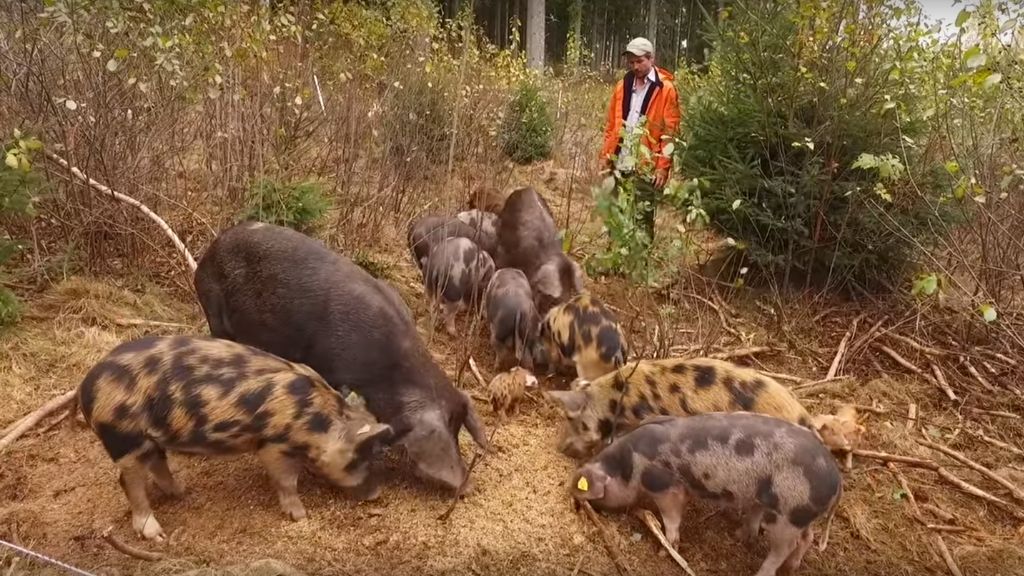 DESIGNING WOODLAND FENCING FOR PIGS
