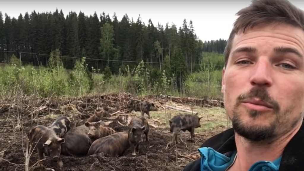 FOREST PIGS PASTURED BIRDS