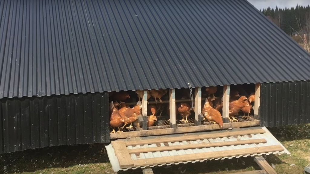 HENS SEE GRASS FOR THE FIRST TIME