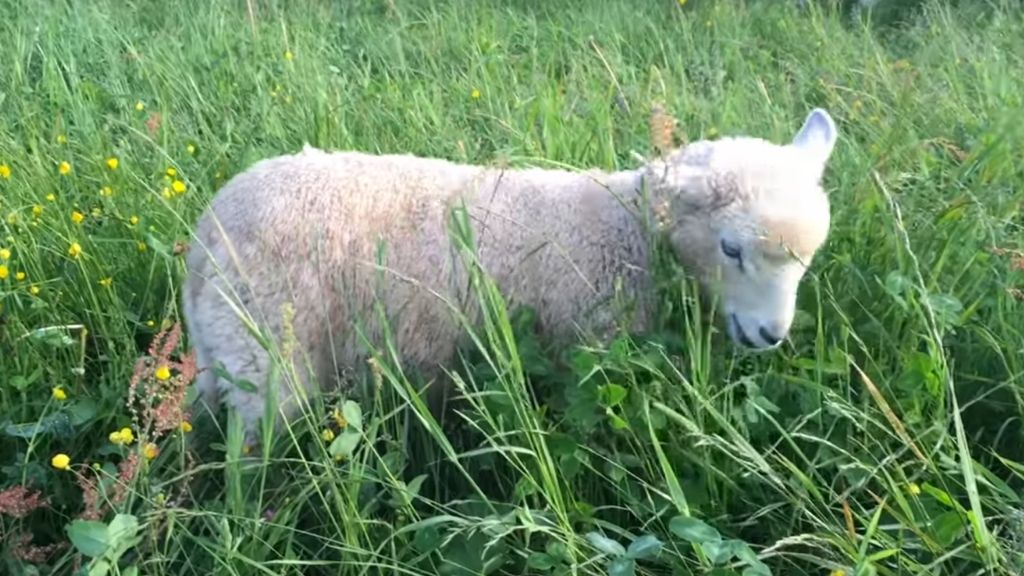 HOLISTIC PLANNED GRAZING AND BROILER WEIGHT DIFFERENCES