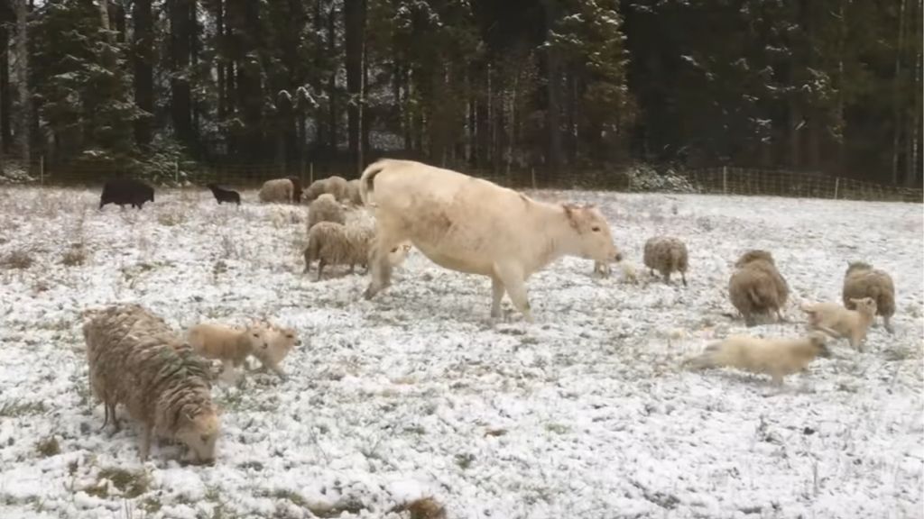 MORE SNOW AND A RESTFUL DAY AT THE FARM…