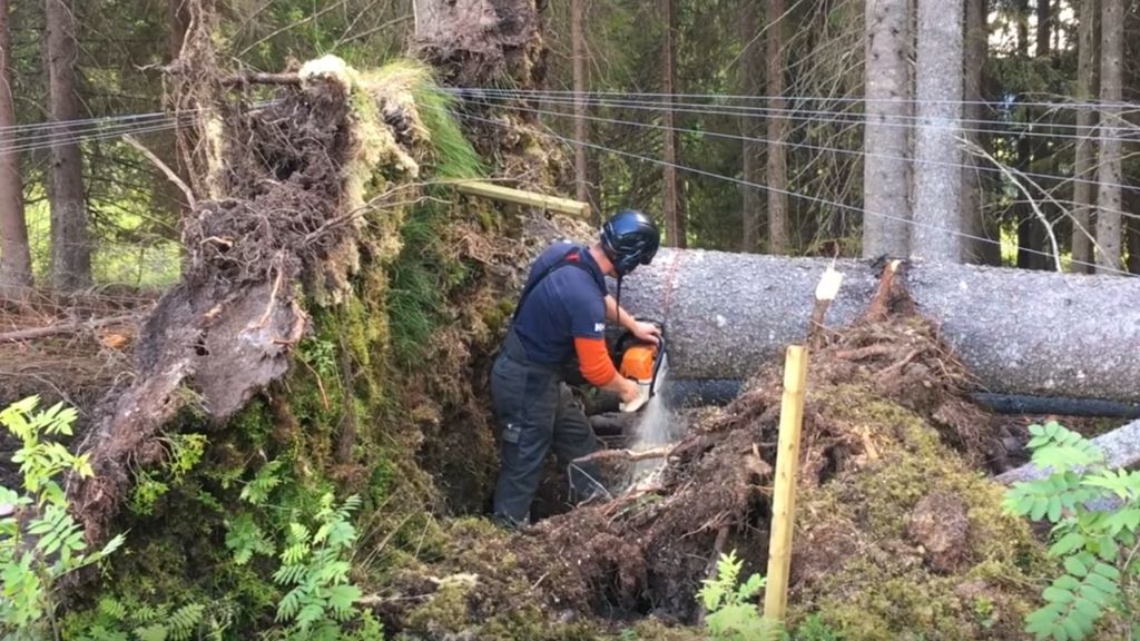 ONE OF SWEDEN’S FINEST ARBORISTS AND COMPOST TEA BREWERS…