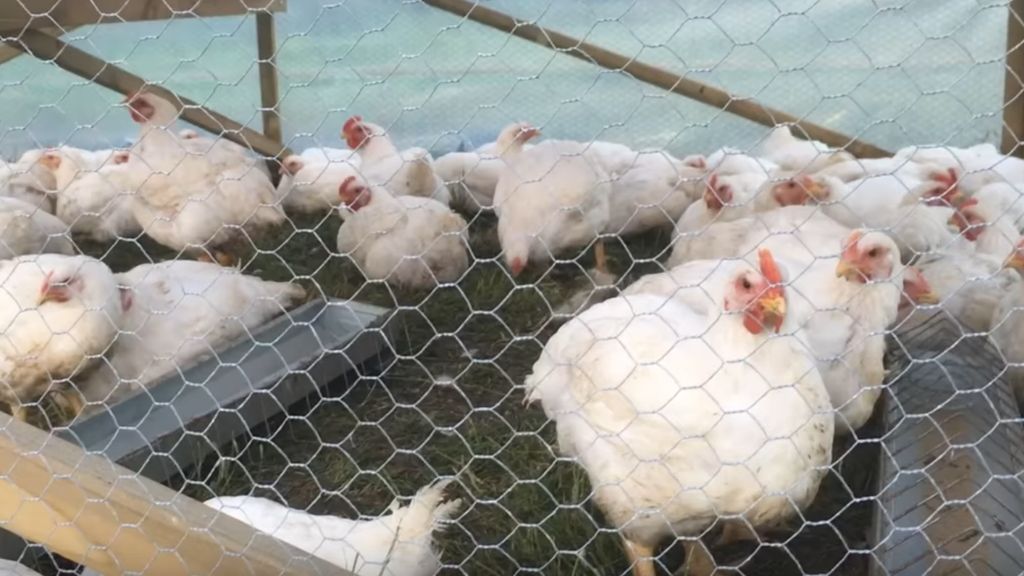 PROCESSING PASTURED BROILERS