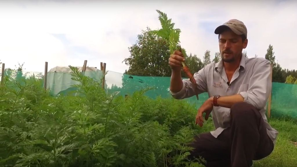 PULLING CARROTS STRAIGHT OUT OF THE GROUND