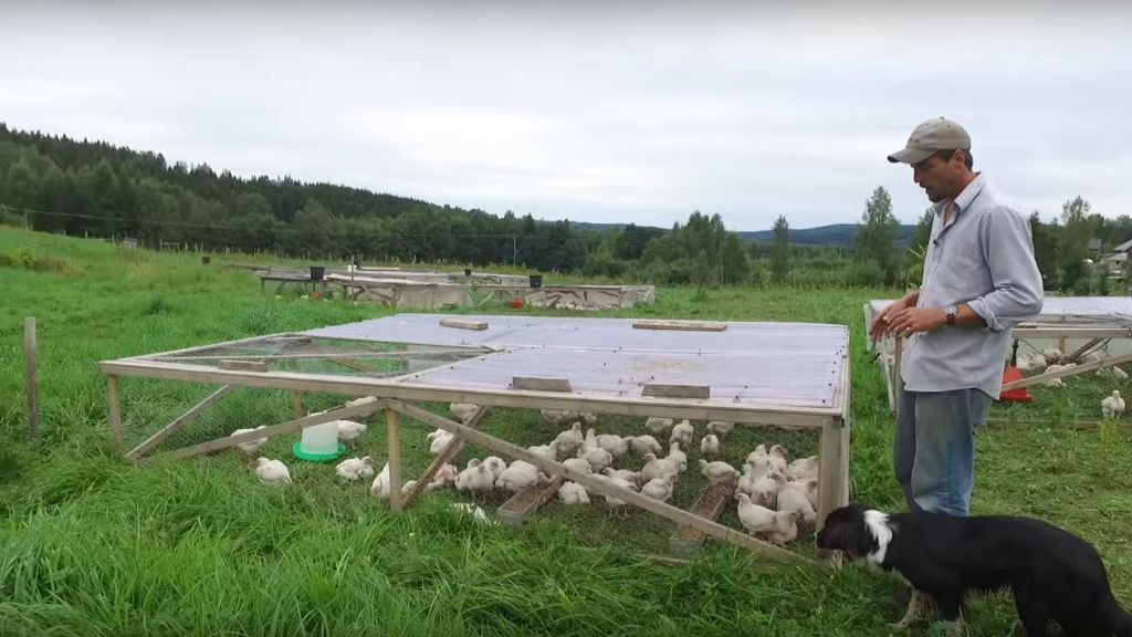 RIDGEDALE FARM GRÖNBETESKYCKLING: HUR VI PRODUCERAR VÅR KYCKLING