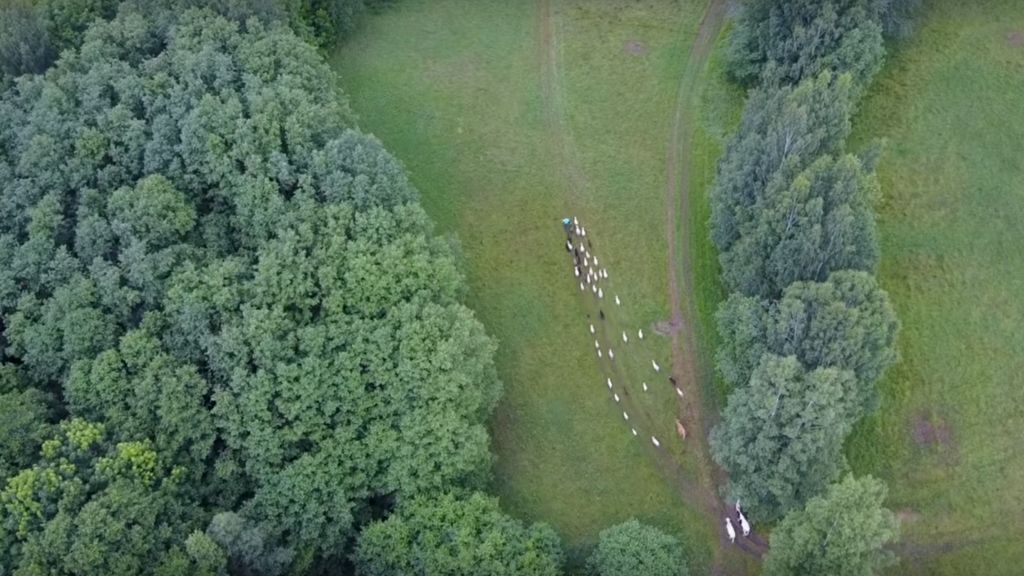 RUNNING WITH HERBIVORES, FIELD SCALE MULCH AND INCREDIBLE NO DIG VEGETABLES