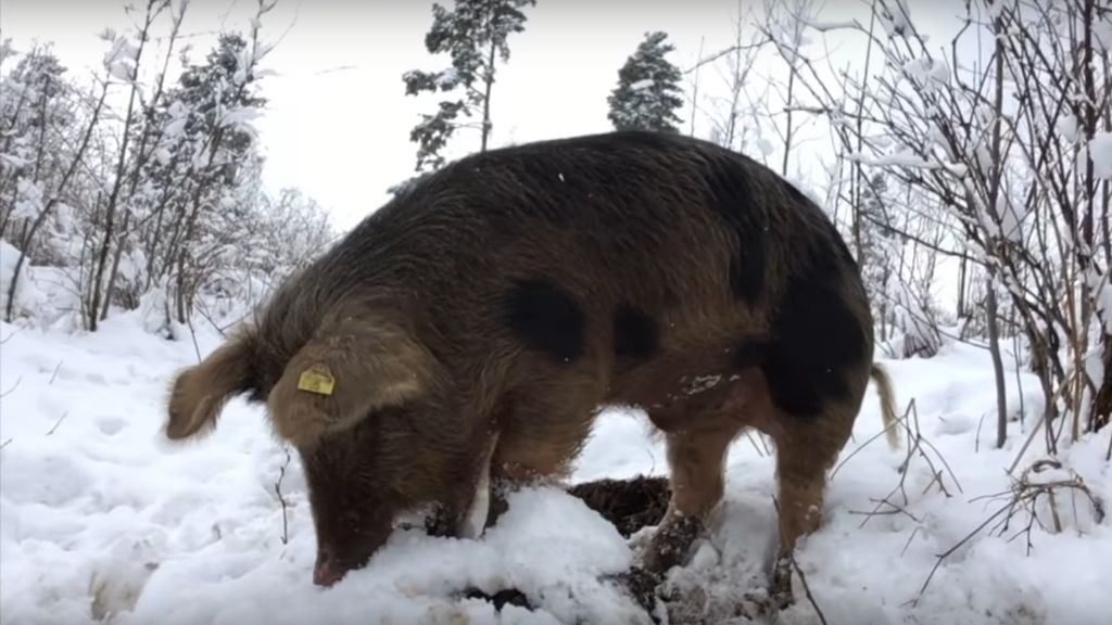 SNOW PIGS AND RESCUING A DANE FROM THE FOREST