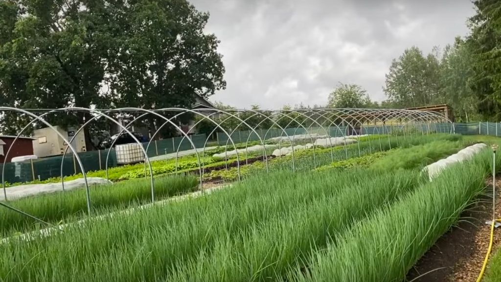 BEAUTIFUL VEG AND PASTURE – ENJOYING THE RAIN AT LAST…