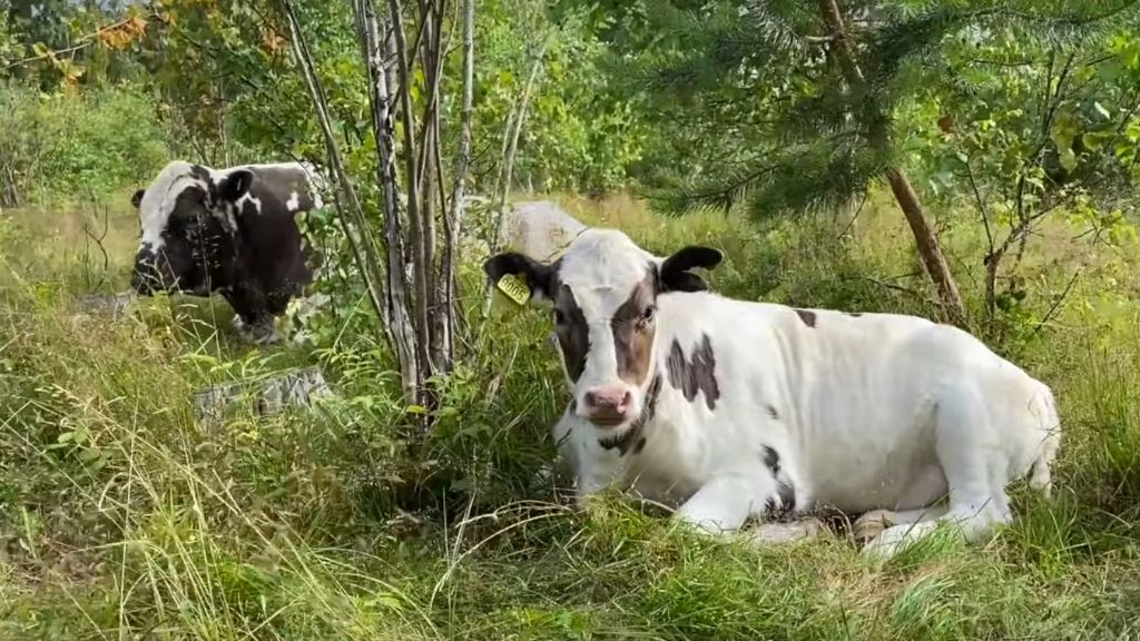 JULY AT THE FARM: WALK AND TALK