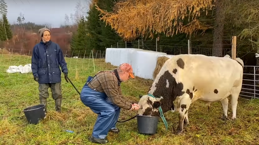 SLAUGHTERING AND EVISCERATING A BULL