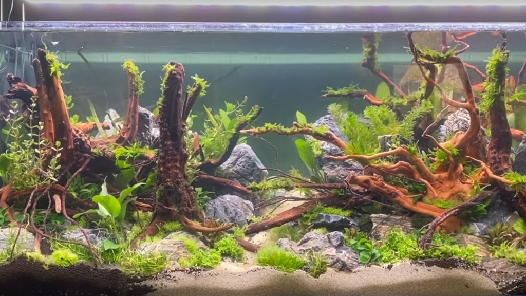 PLANTING OUT THE AQUASCAPE WITH RAGNAR