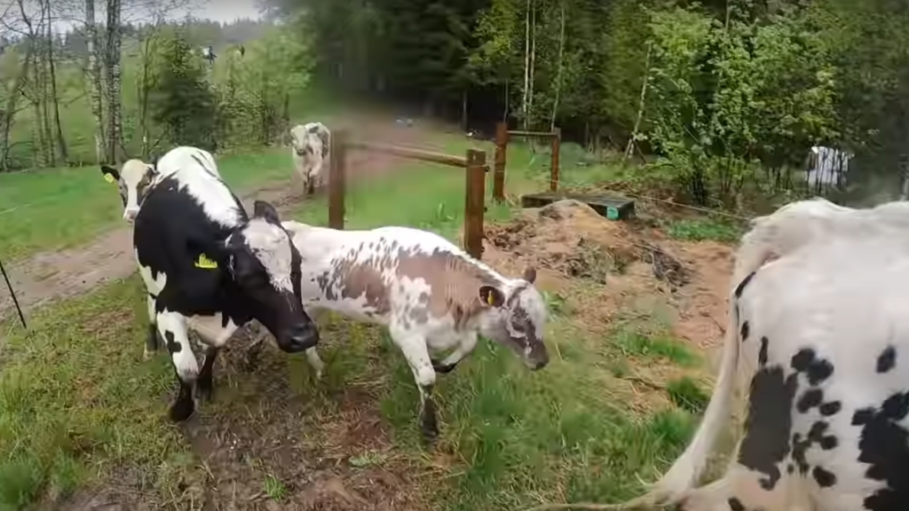 COWS OUT FOR THE FIRST TIME THIS YEAR!