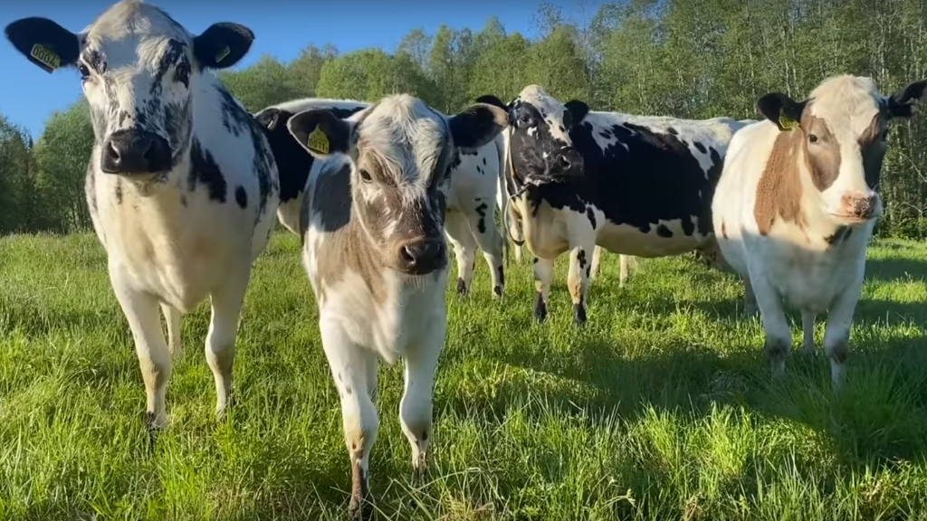 GRASS AND GRAZING… BEEF AND TROUT