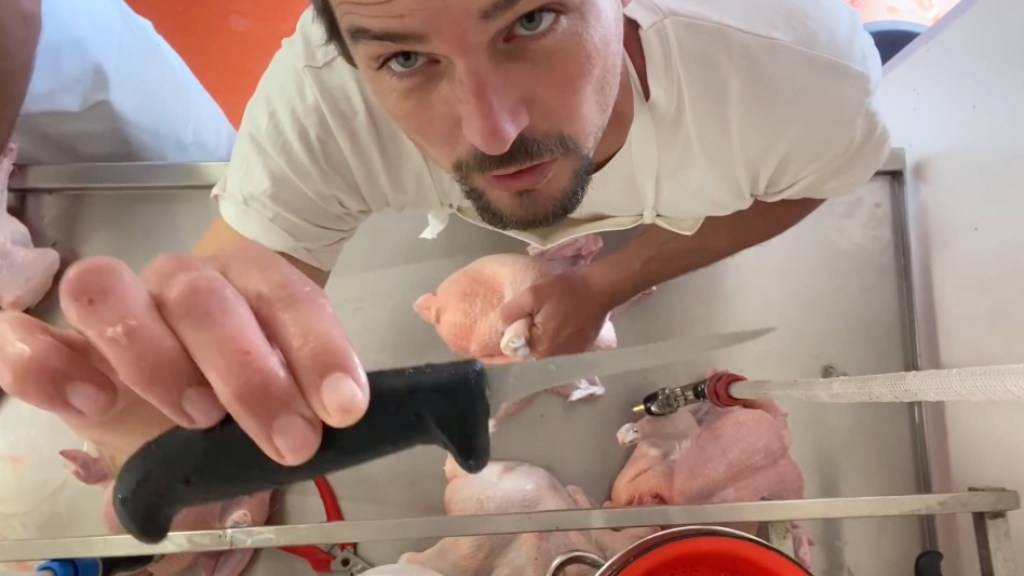 CHICKEN EVISCERATION TUTORIAL